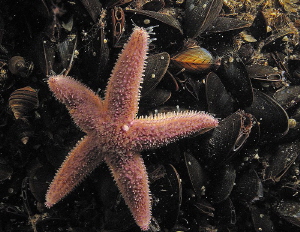 common starfish
in his Cockaigne by Chris Krambeck 